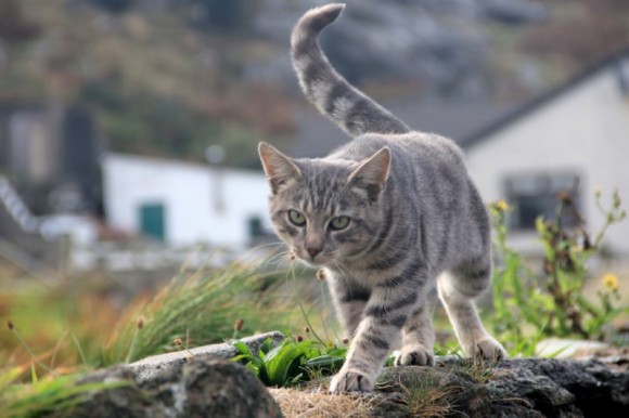 Katze im Museumsdorf